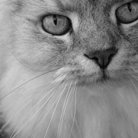 Meet your Posher, Chantal - Picture 1 of 1